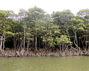 ���\���̃}���O���[�u