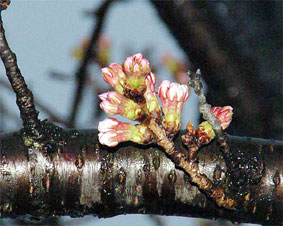 ���̉Ԃ͂�������