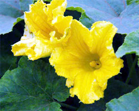 ��ʁ^�O�F���E�ӂ��ݖ�s�Ŋ���