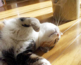 �˂��̃��C